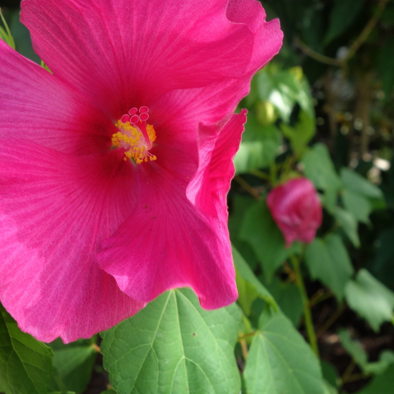 CLOSE-UP OF PINK HIBISCUS PLANT