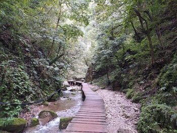 Footpath amidst trees in forest