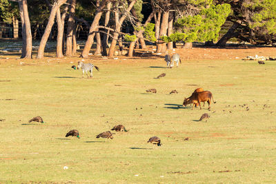 Open zoo on brijuni national park with animals on he grassland in late afternoon light