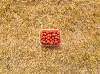 High angle view of fruits on plant in field