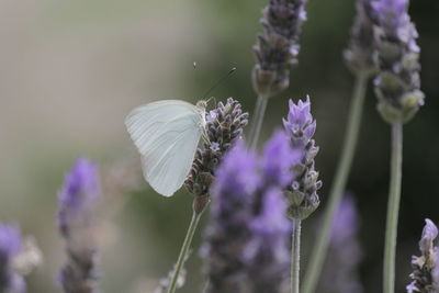 Close-up of butterfly on purple flowering plant