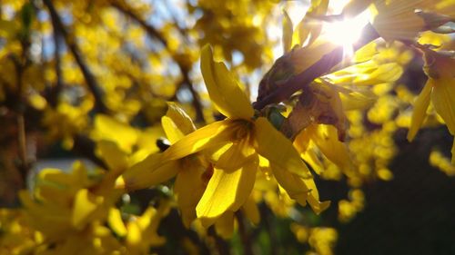 Low angle view of yellow flowers