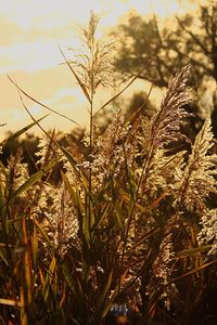 Close-up of plants against sky during sunset