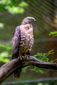 Bird perching on branch