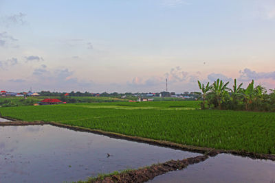 Scenic view of agricultural field against sky