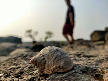 Life beside the sea shore