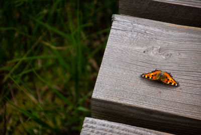High angle view of butterfly on wood