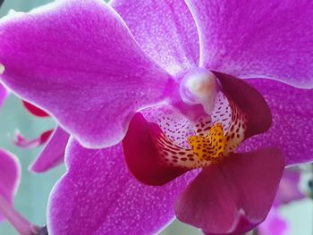 Close-up of pink orchid