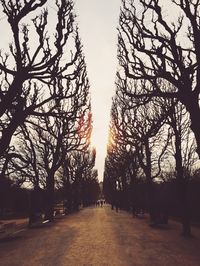 Road passing through bare trees