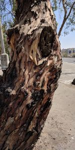 Close-up of driftwood on tree trunk