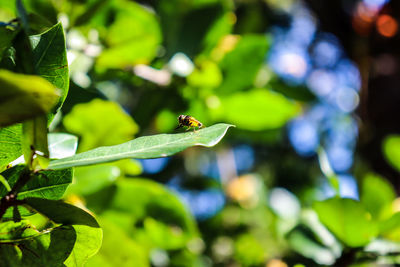 Close-up of insect on leaf