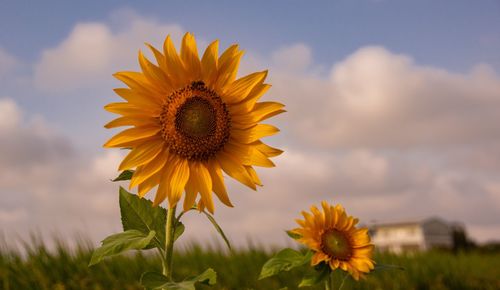 Close-up of yellow sunflower against sky