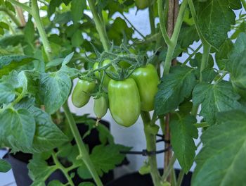 Close-up of green leaves