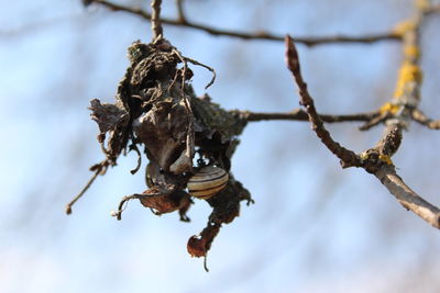 Low angle view of branches