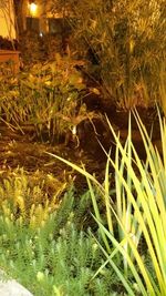 Close-up of plants growing on field at night