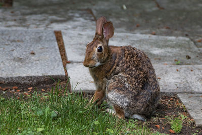 Squirrel on grass