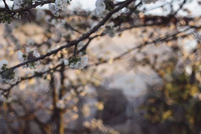 Low angle view of flowering plant against sky