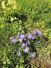 High angle view of purple flowers blooming outdoors