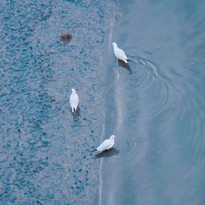 High angle view of seagulls swimming in lake