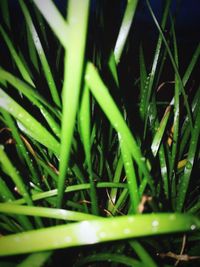 Close-up of wet plants growing on field