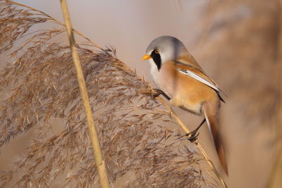 Close-up of bird perching outdoors