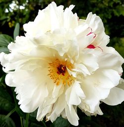 Close-up of white flowering plant