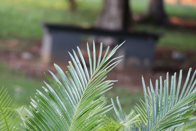 Close-up of palm tree