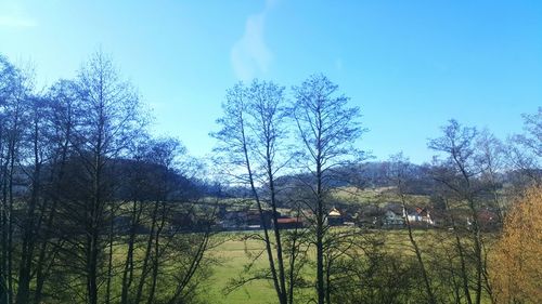 Low angle view of trees against blue sky