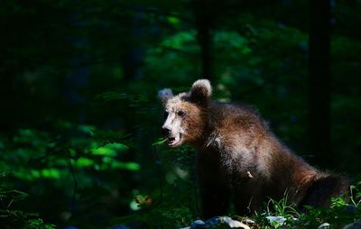 Young brown bear in forest
