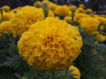 Close-up of marigold blooming outdoors