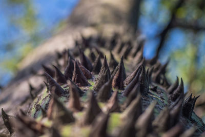 Close-up of dry leaf on field
