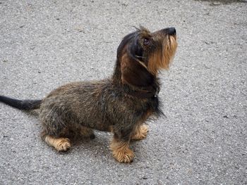 High angle view of dog on road