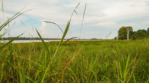 Scenic view of agricultural field against sky