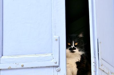 Portrait of a cat looking through window