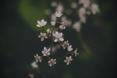 Close-up of cherry blossom