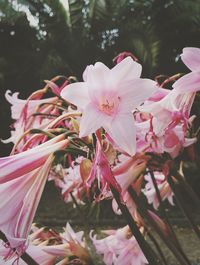 Close-up of pink flowers