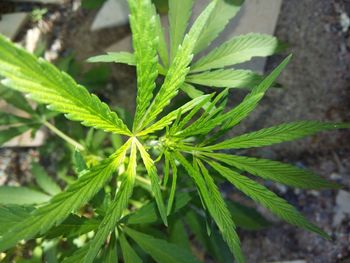 Close-up high angle view of green leaves