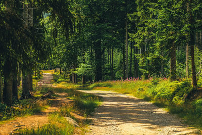 Dirt road amidst trees in forest
