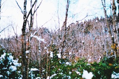 Close-up of frozen plants against sky