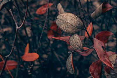 Close-up of dry leaves on branch