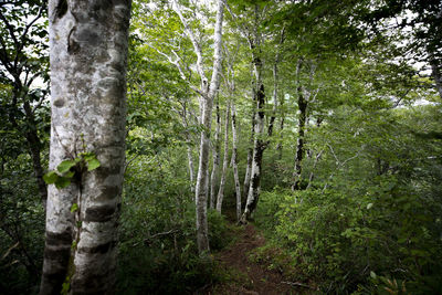 Trees in forest