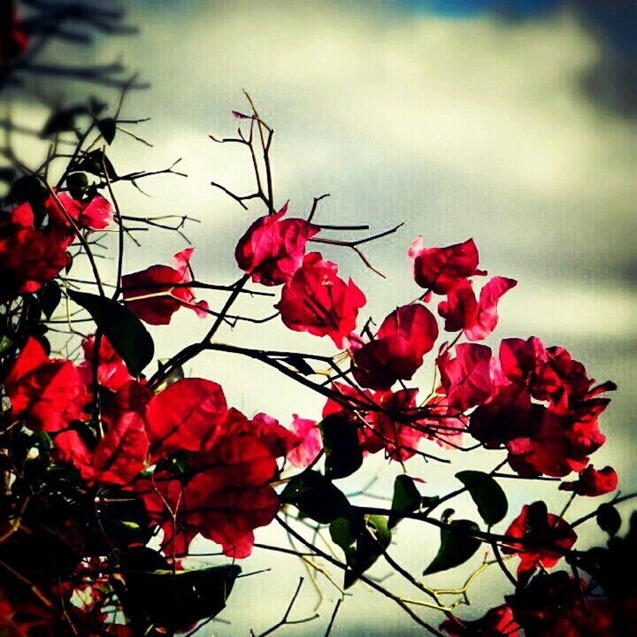 red, flower, growth, freshness, focus on foreground, fragility, beauty in nature, nature, branch, leaf, petal, close-up, plant, blooming, flower head, day, pink color, outdoors, twig, blossom