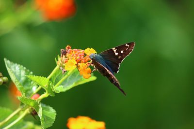 Close-up of butterfly on leaf