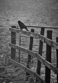 Bird perching on wood