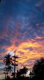 Palm trees at sunset