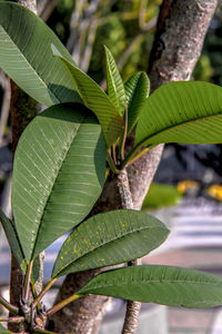 Close-up of green leaves