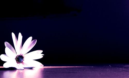 Close-up of pink flower at night