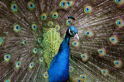 Close-up of peacock