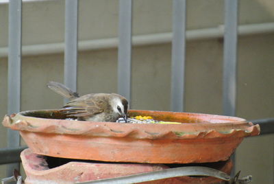 Side view of bird perching on metal