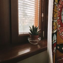 Potted plant on window sill at home